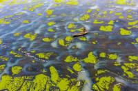 Algae River